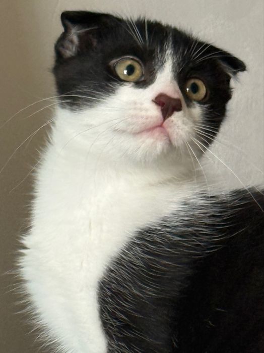 Котенок девочка веслоухая