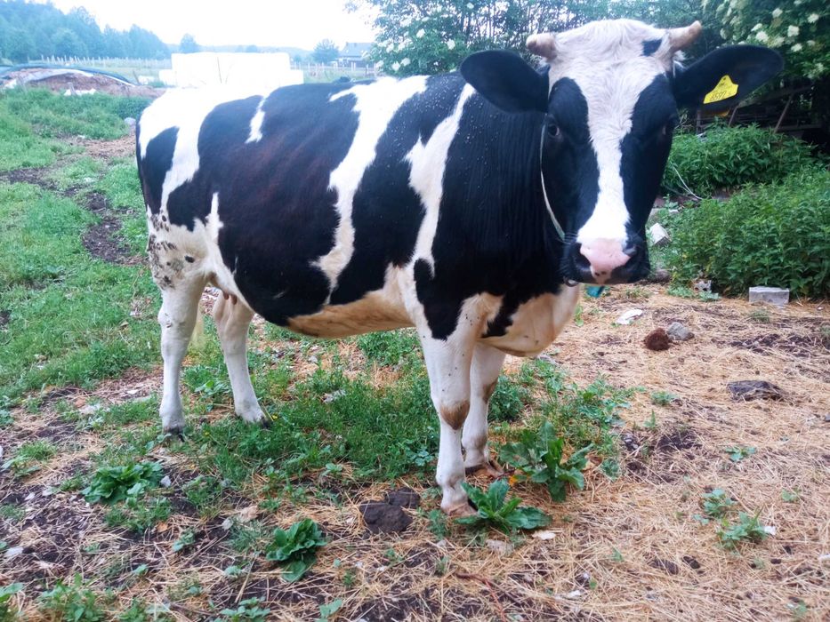 Jałówka na ocieleniu