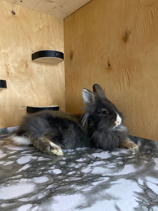 Lionhead, декоративні кролики, левоголовий кролик