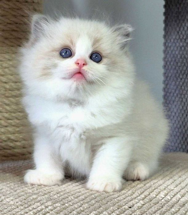 Ragdoll Kocurek Niebieski bikolor z rodowodem