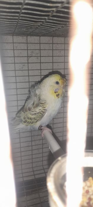 Blackface,Hagoromos,asas negras,