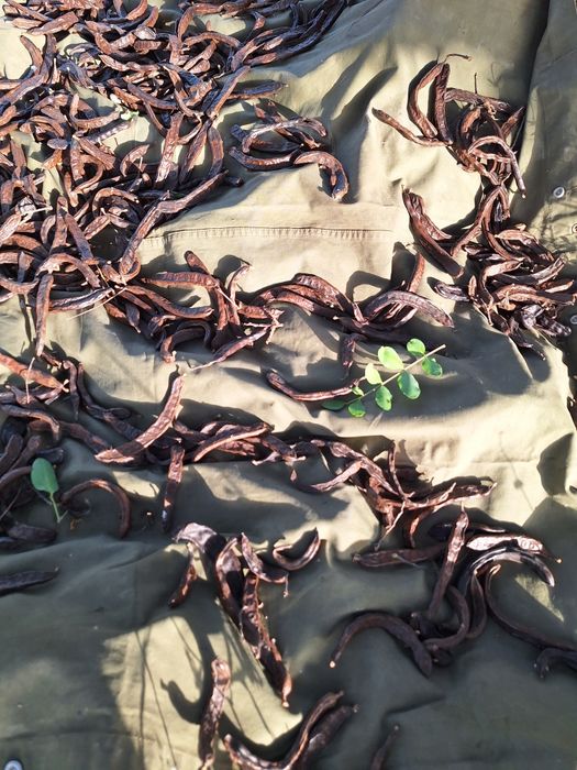 Venda Alfarroba Algarve