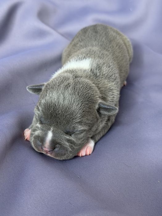 Щенки амстафф голубого окраса