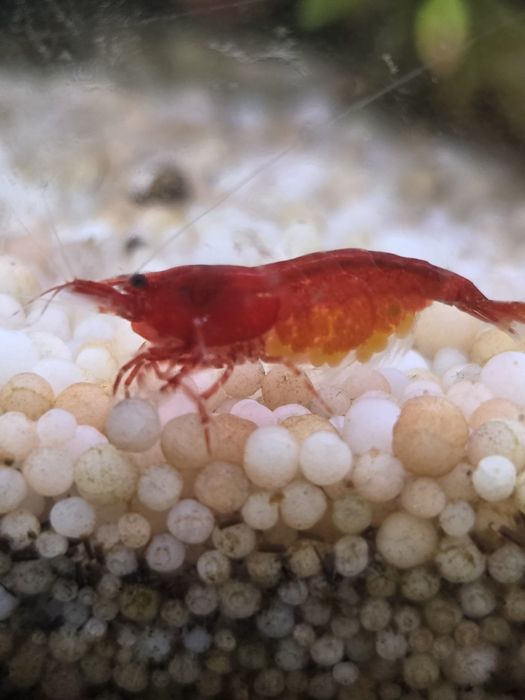 Camarões Neocaridina Fire Red para aquário