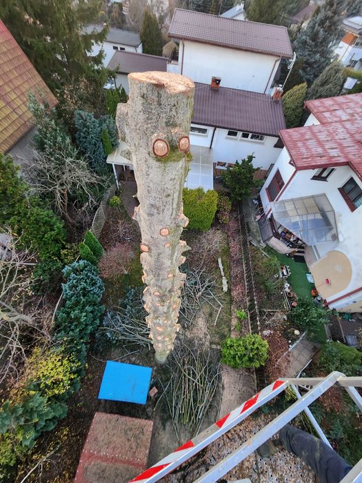 Wycinka I pielęgnacja drzew  czyszczenie działek