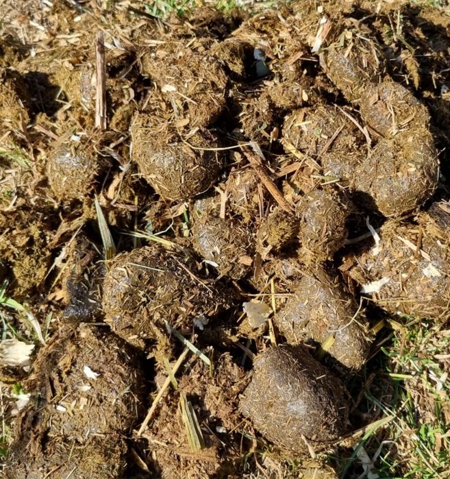 Oddam za darmo obornik koński