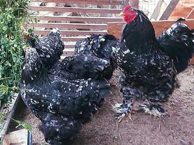 Яйце на інкубацію.Курчат.Брама  лососева, колумбійське золото, мрамор.