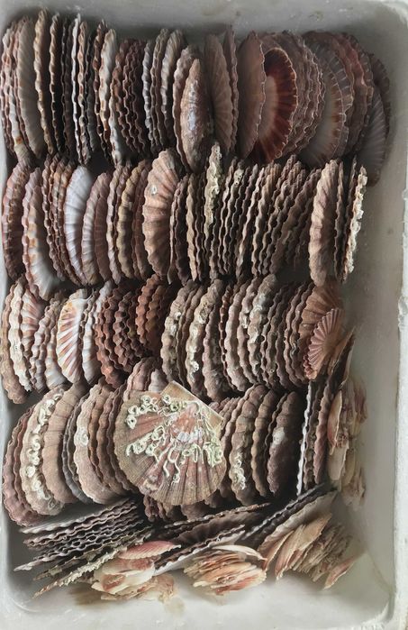 Conchas de Vieiras com Tampa