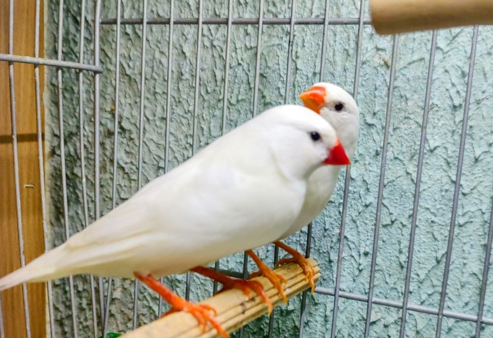 Sprzedam amadyna zebrowata  biała