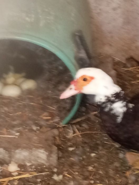 Vendo pata com patinhos