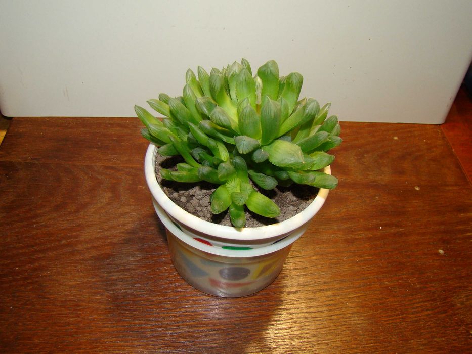 алое Дескоінгса, хавортії Купера