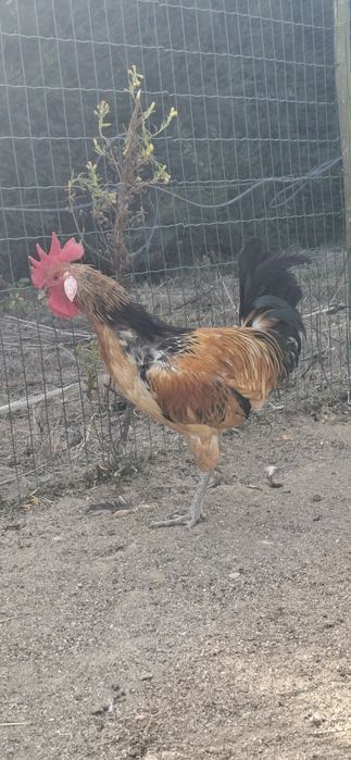 Casal  Andaluza Surenha Morucha