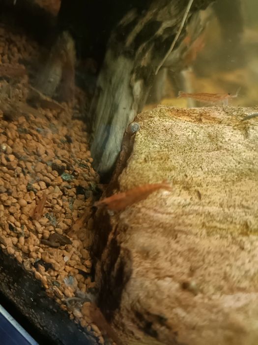 Troco camarões por guppys