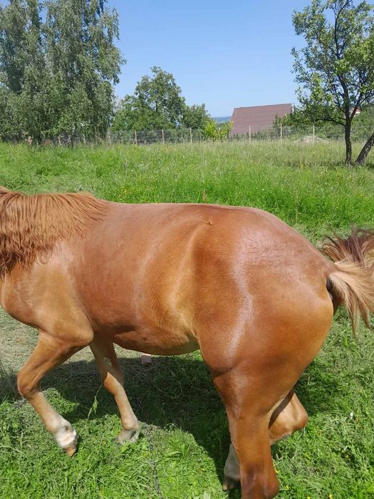 Продаю кобилу .Вік 9 років.