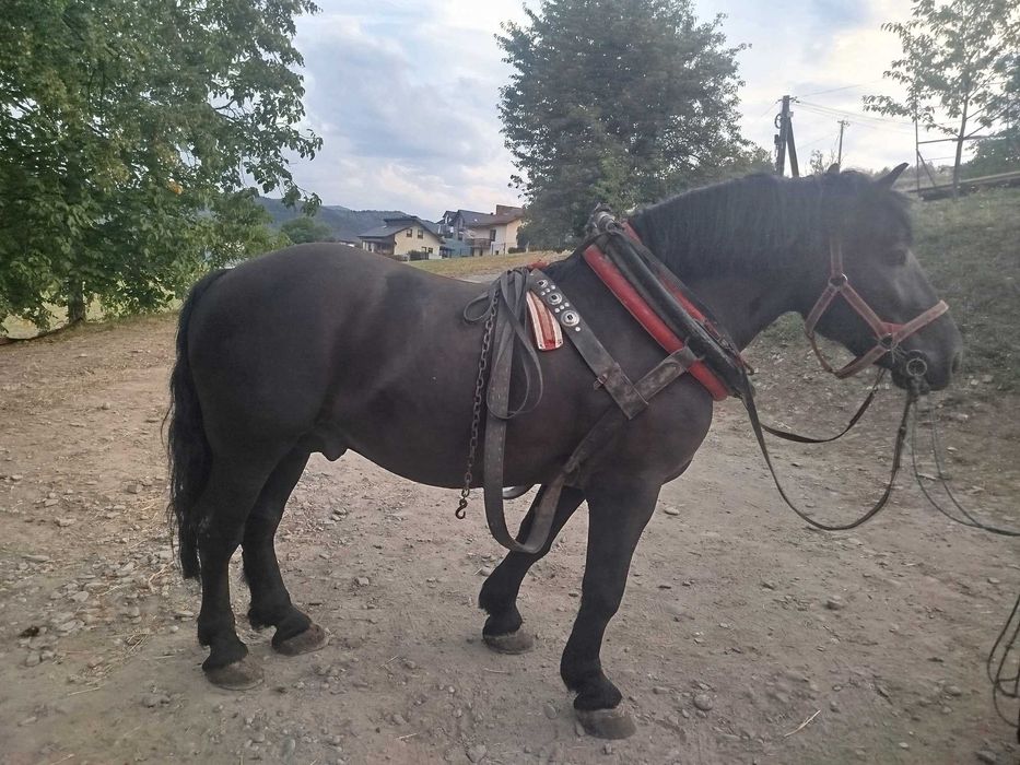 Koń zimnokrwisty