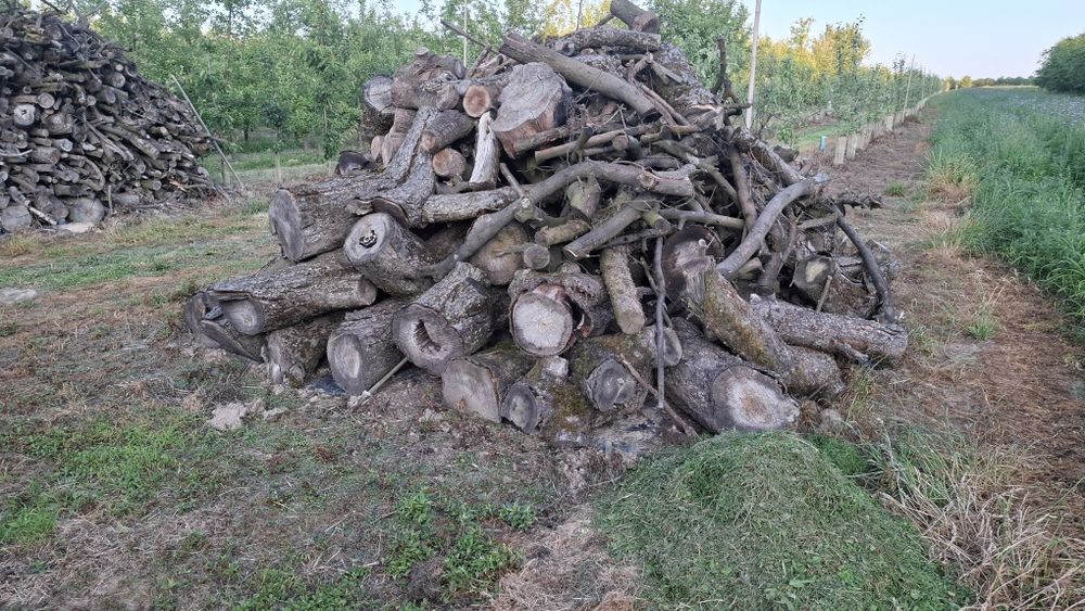 Drzewo opałowe owocowe