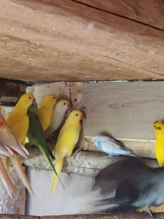 Sprzedam aleksandrette