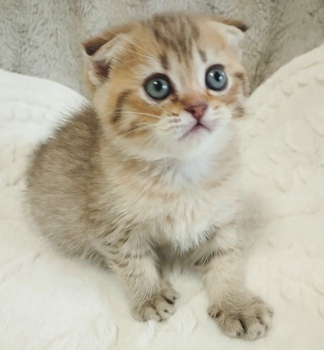 Шотландській скотіш фолд хлопчик