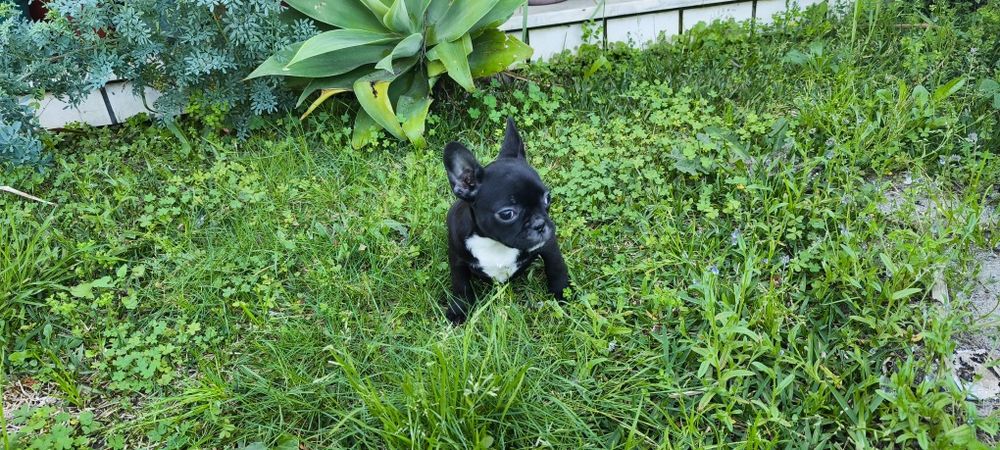 Bulldog francês fêmea criado em ambiente familiar disponível para entr