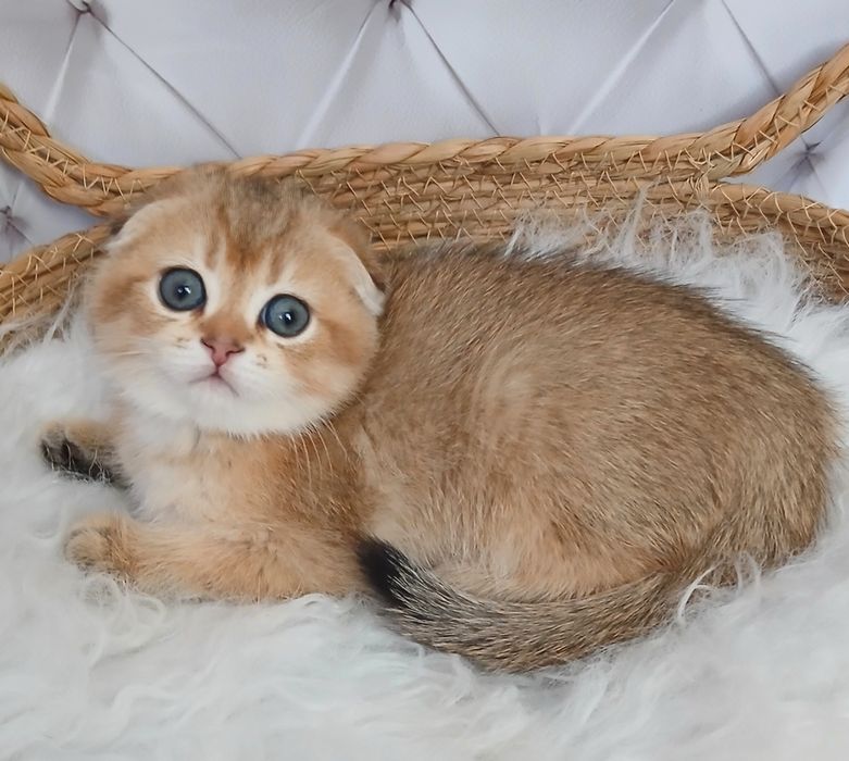 котик золотої шиншили