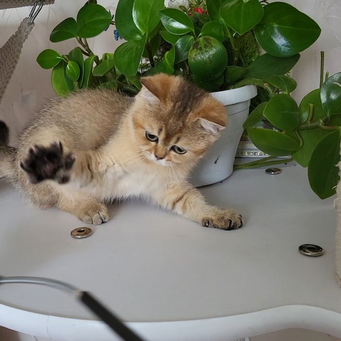 Хлопчик Золота шиншила.