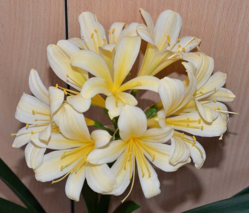 Жовта клівія (цитрина) Clivia Citrina