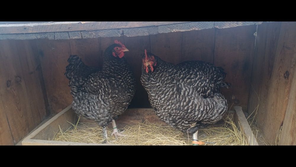 Ovos caseiros de aves