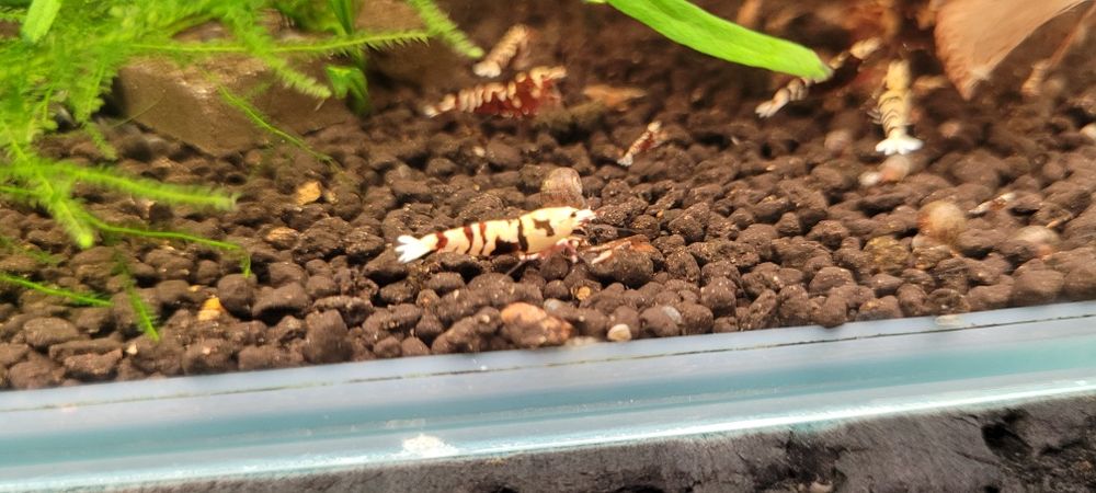 Krewetki galaxy tiger