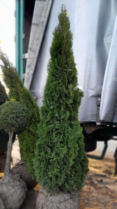 Туя Смарагд  Днепр