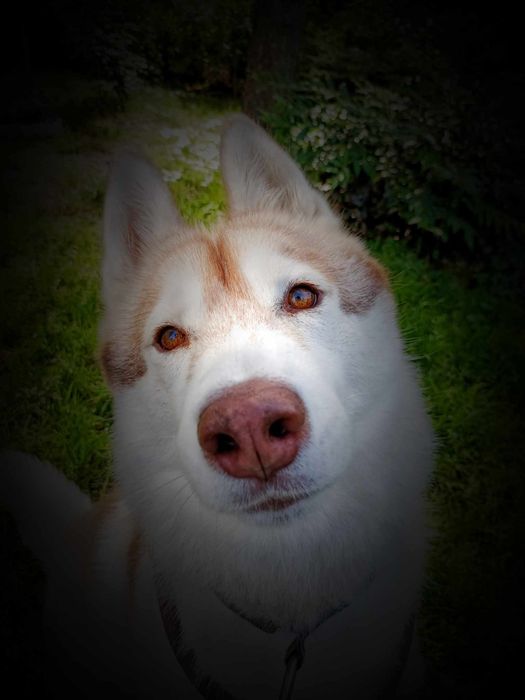 GinaaCamp Hotel dla psów i kotów / ośrodek dla psów / kochamy mądrze