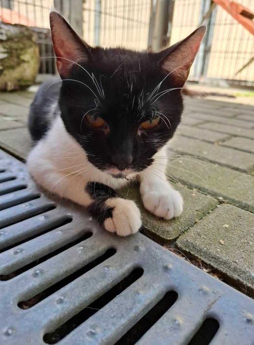 Piękna Kiara od ponad roku w schronisku