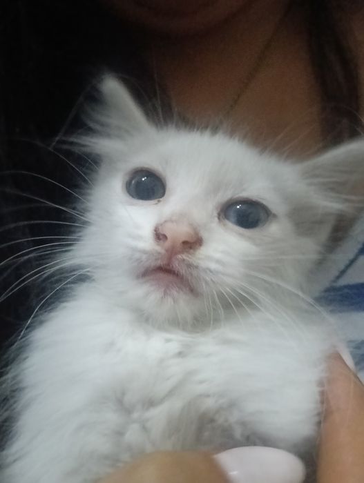 dois gatos olho de cada cor