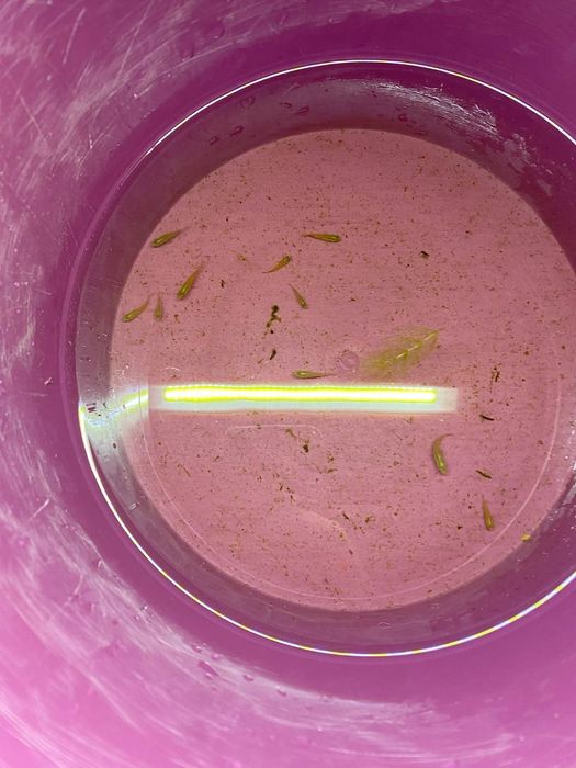 Хроміс красень 1,5-2см