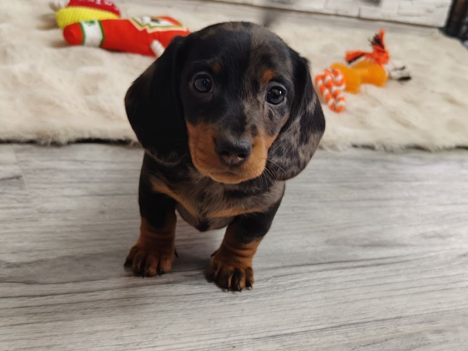 Wyjątkowy  piesek rasy jamnik miniaturowy
