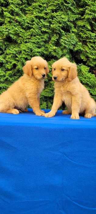 golden retriever