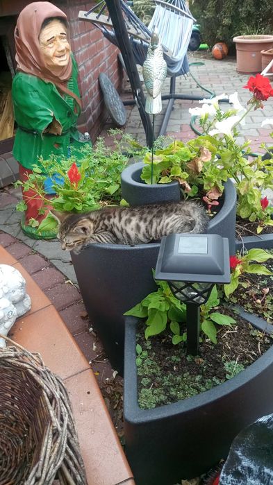 Oddam małego kotka w dobre ręce