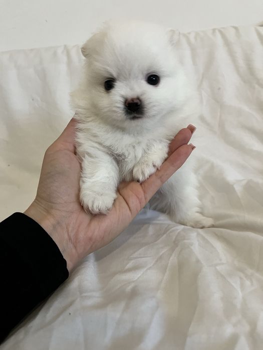 Pomeranian szczeniak