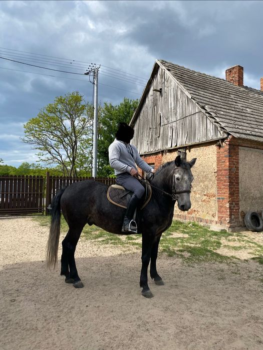 Sprzedam wyjątkowego wałacha