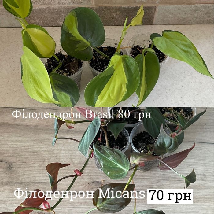 Епіпремнум n’joy, happy leaf, marble queen,сінгоніум jade філодендрон