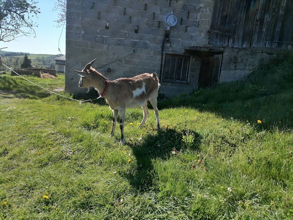 Koza mleczna alpejska