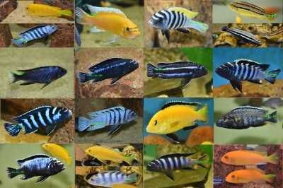 MISIEKZOO pyszczaki - w sprzedaży minimum 25 gatunków.