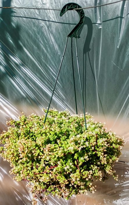 Suculentas pendentes