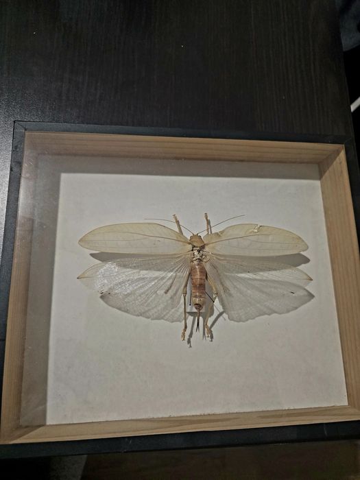 POTĘŻNA Szarańcza Malajska (Locusta) | Gabinet Osobliwości | UNIKAT 2