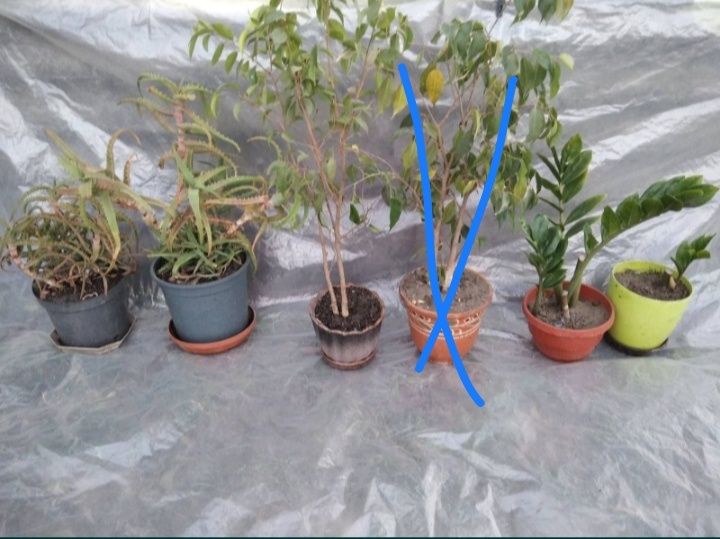 Комнатный цветок восковик традесканция декабрист алое хойа сансивиерия