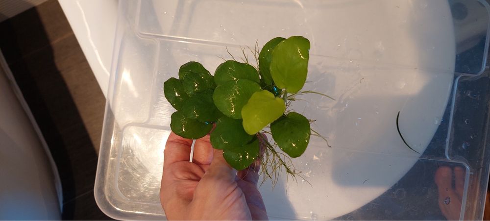 Anubia (Planta de aquário)