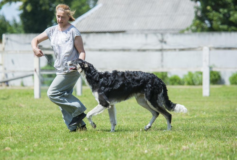 Цуценя російського хорта.