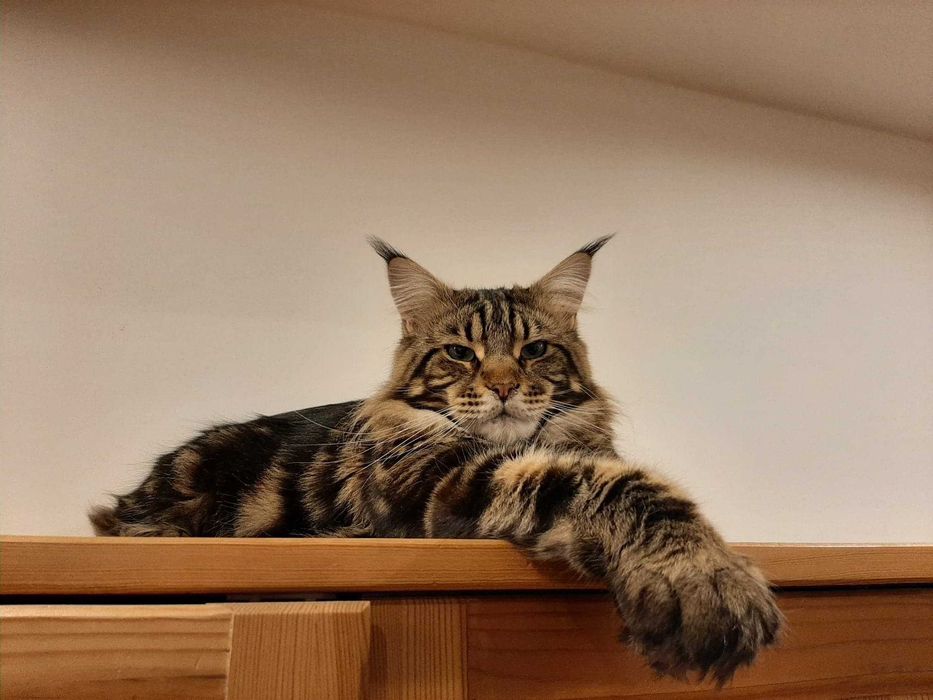 Rezerwacja, Helios kocurek Maine Coon