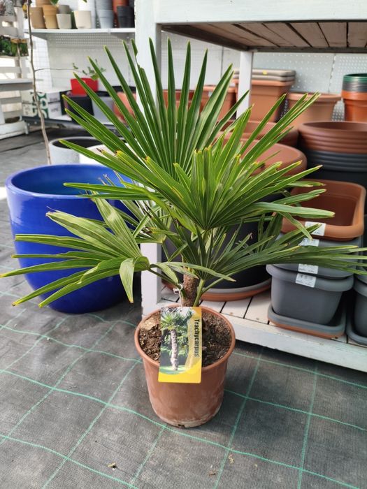 Palmeira Leque (trachycarpus fortunei) - planta em vaso