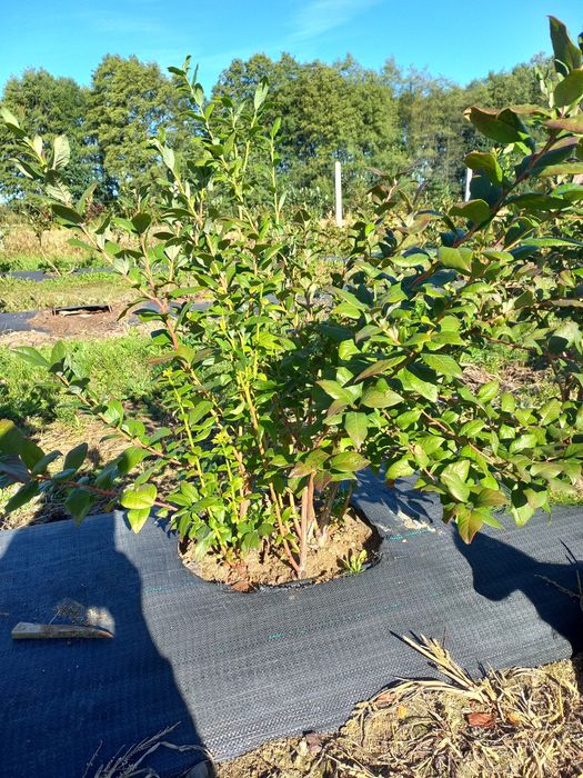 Promocja!!!Borówka Amerykanska Bluecrop, Bluegold, Chandler, Darrow,N