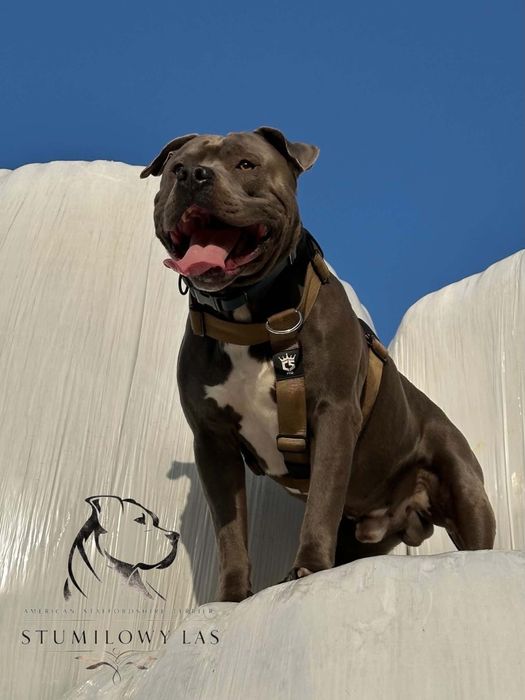 Reproduktor american staffordshire terrier Amstaff